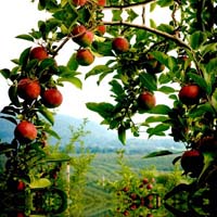 Apple Arch