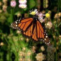 Monarch Butterfly Resting