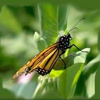 Monarch Butterly Folded