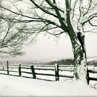 Snowed Fence