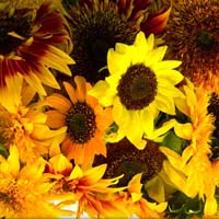 Sunflower Mix