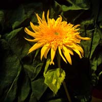 Teddy Sunflower
