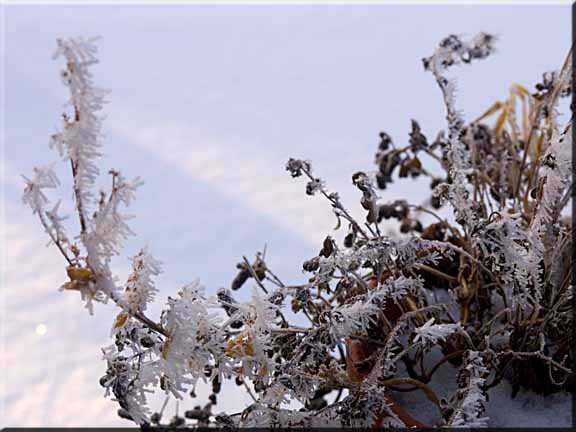 Hoarfrost blooming on dried flower stalks.