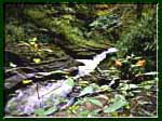 Jewelweed blooming along the upper Buttermilk Falls Gorge.