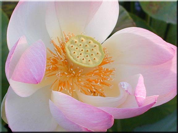 Sunlight shining through the petals of a lotus flower.