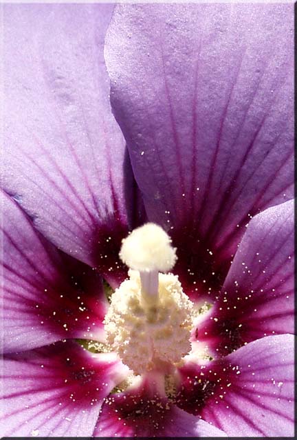 An photograph focusing on the very center of a Rose of Sharon flower.