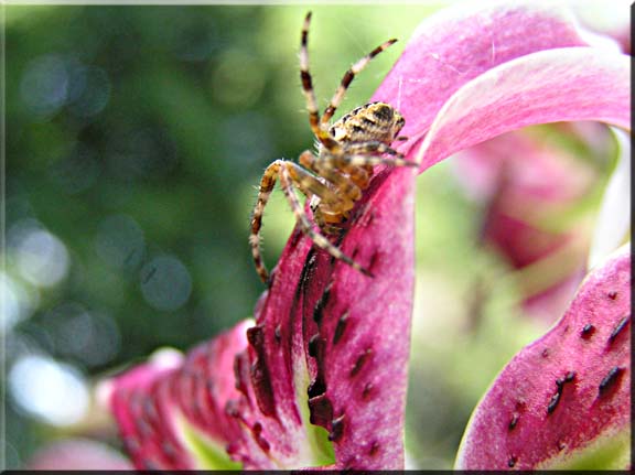 The title is a play on words.  The photo shows a small spider on a lily petal.