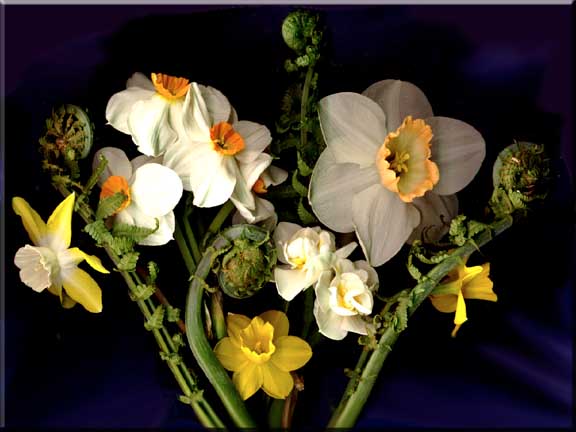 Spring daffodils arranged with Fiddlehead Ferns.