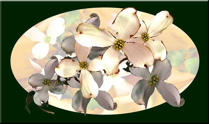Dowood blossoms arranged in an oval composition.