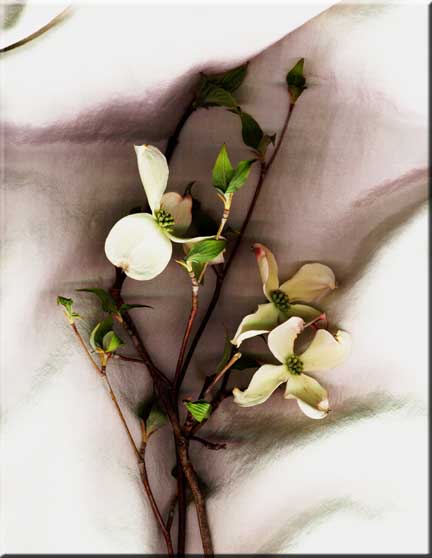 Dowood blossoms on aa branch in front of linen cloth.