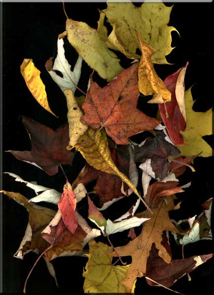 Still life arrangement of a variety of fallen leaves.