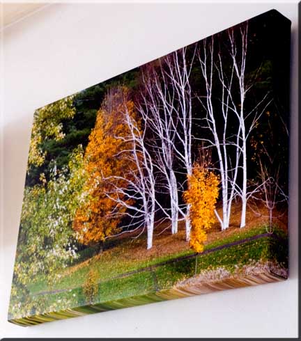 Fine art Giclee print on canvas of Birch trees in Autumn.
