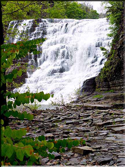 A budding Katsura tree is highlighted against a rush of waterfall at Ithaca Falls, Ithaca, NY.