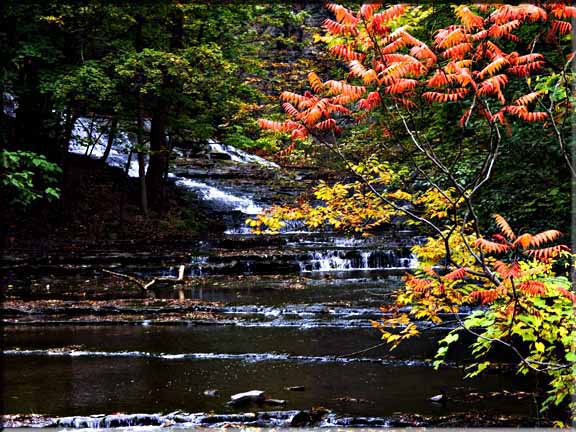 Autumn Sumac highlighted against a waterfall in Cascadilla Gorge, Ithaca, NY.