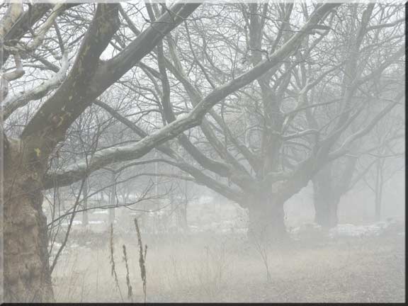 Landscape photography of ancient sycamore trees cloaked in mists.