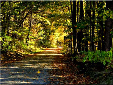 A view down a leaf strewn path.