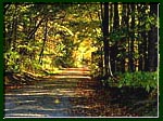 Photo of a leaf-strewn Autumn path.