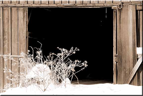 Frost covered weeds in front of an open barn door.